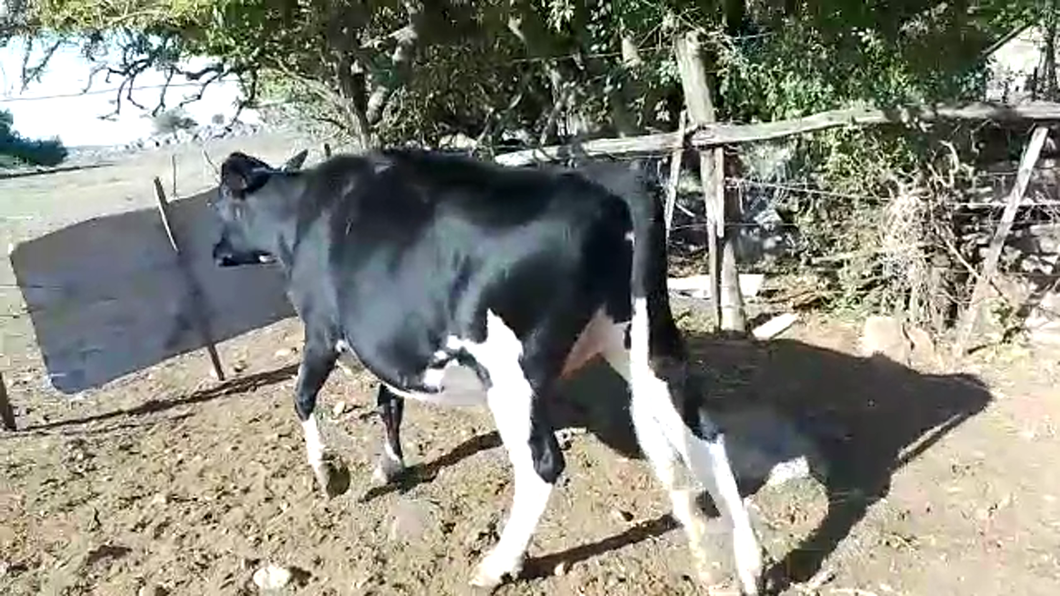 Lote 1 Vaca Holando