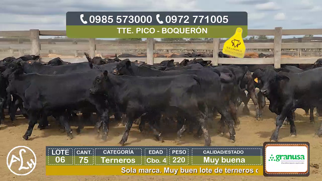 Lote (Vendido)75 Terneros Cbo 4 a remate en Agroganadera LA HUELLA, Boquerón