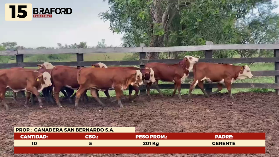 Lote LOTE 15