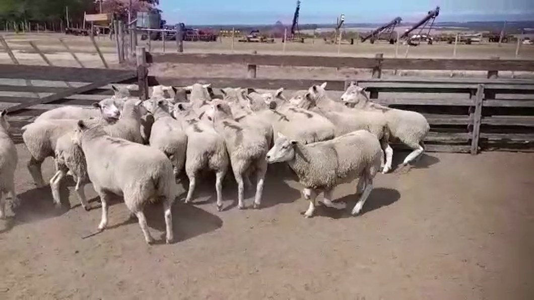 Lote (Vendido)21 Ovejas ILE DE FRANCE a remate en #30 Pantalla Carmelo 70kg -  en CONCHILLAS