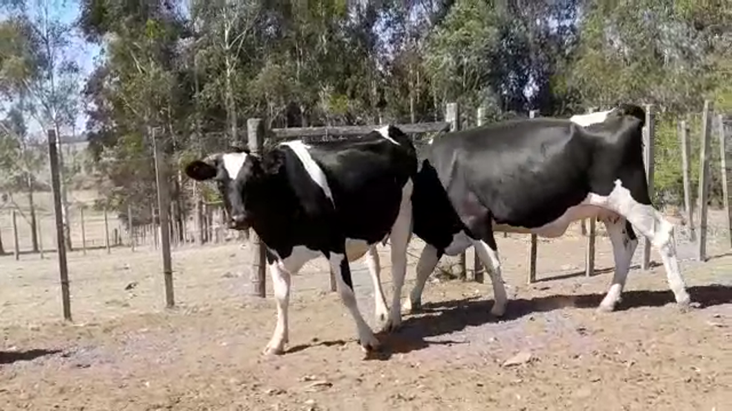 Lote (Vendido)3 Vaquillonas Lecheras HOLANDO a remate en #29 Pantalla Carmelo en MAL ABRIGO