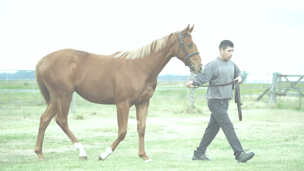 Lote CURIOSA GO ON (CURIOSO JOHAN  -   MUCURA CAT por THE LEOPARD)