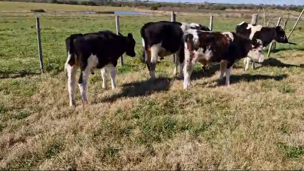 Lote Terneros Holando a remate en Pantalla Camy  en Rodriguez