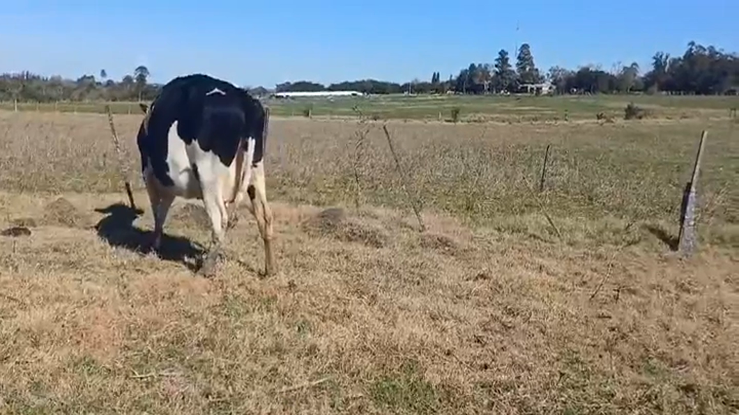 Lote (Vendido)Vacas preñadas HOLANDO a remate en #47 Pantalla Carmelo en CUFRE