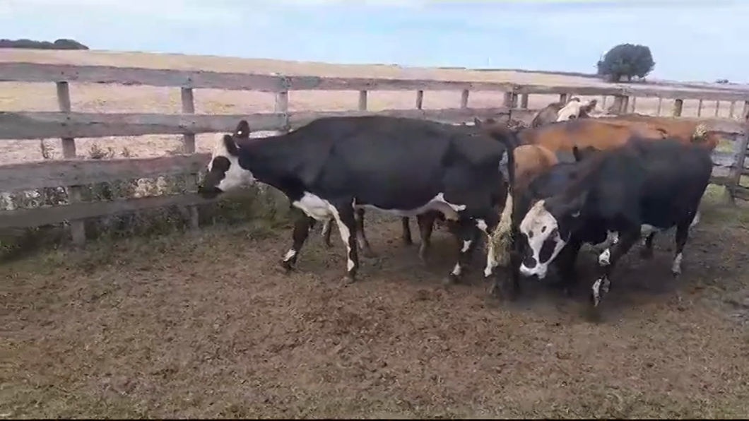 Lote PIEZAS DE CRIA