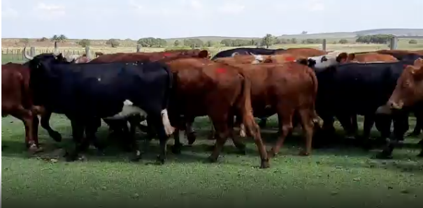 Lote 27 Vaca en San José