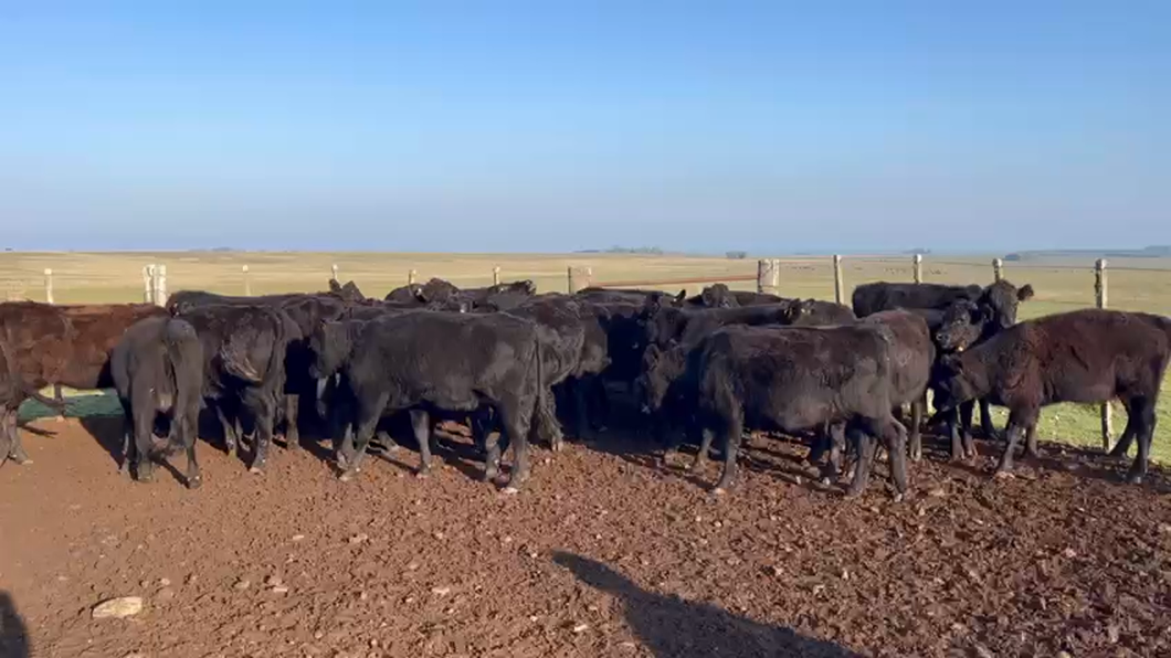 Lote VAQUILLONAS