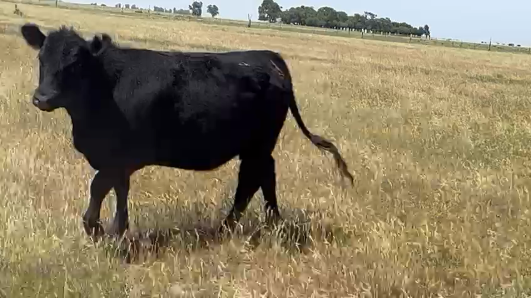 Lote 45 Vaquillonas preñadas en Laprida, Buenos Aires