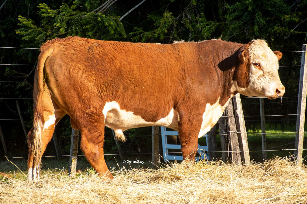 Lote TOROS SANTA MAGDALENA