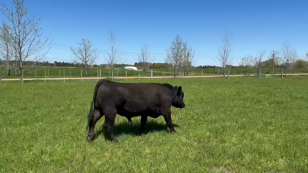 Lote (Vendido)Toros Angus a remate en Remate por pantalla de la Exposición de San José, Canelones