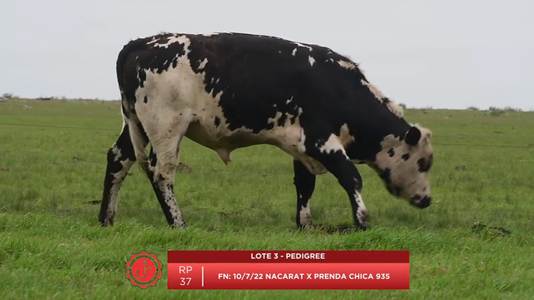 Lote Toros Normando