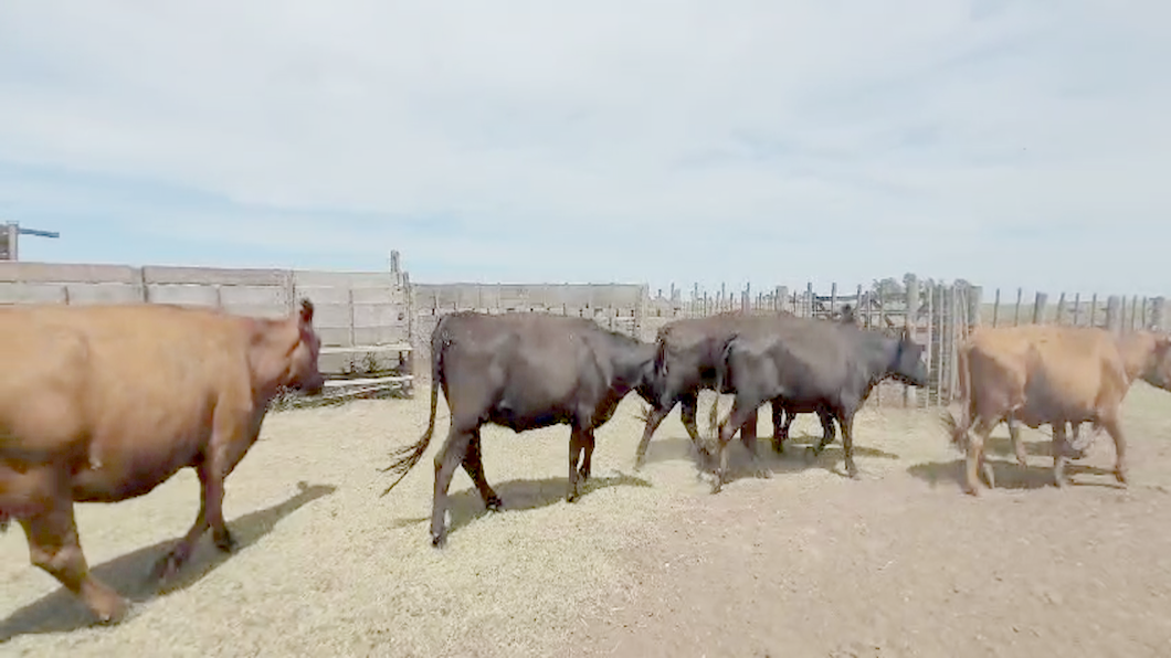 Lote 63 Vacas nuevas C/ gtia de preñez en Carlos Tejedor, Buenos Aires