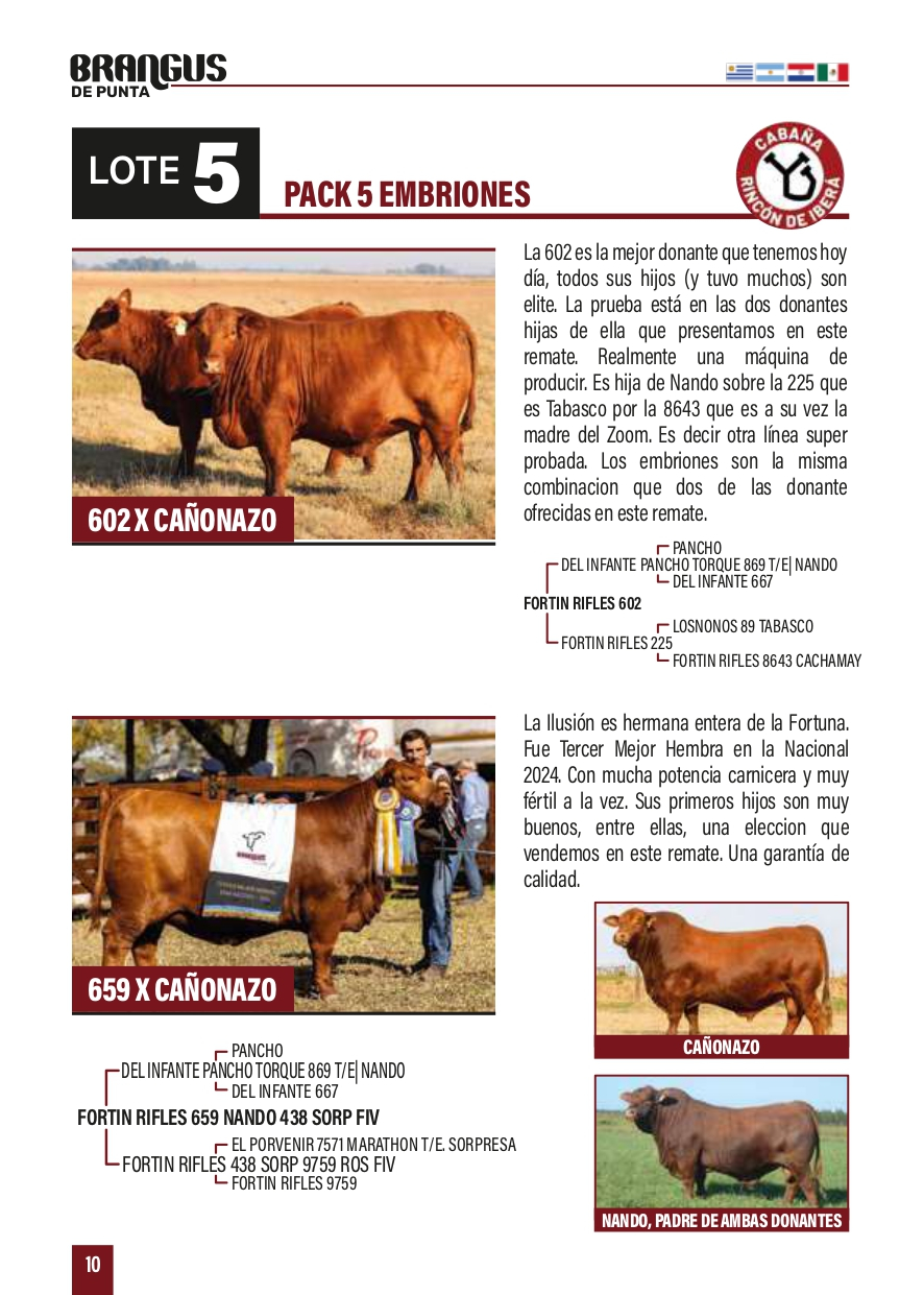 Lote PACK 5 EMBRIONES X CAÑONAZO