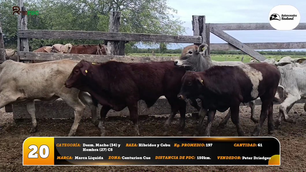 Lote Desm. Macho (34) y Hembra (27) C5