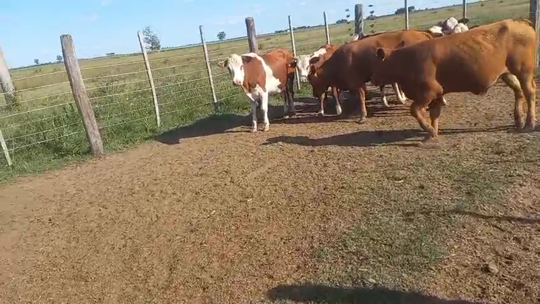 Lote 8 Novillitos