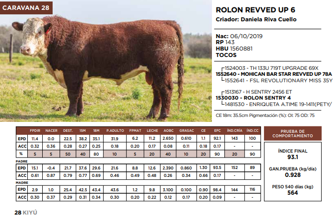 Lote ROLON REVVED UP 6  (GRUPO 2)