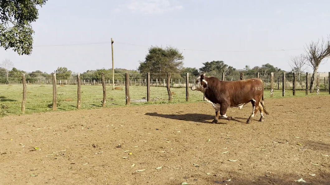 Lote TOROS BRAFORD, Cabaña "SAN SIMON"