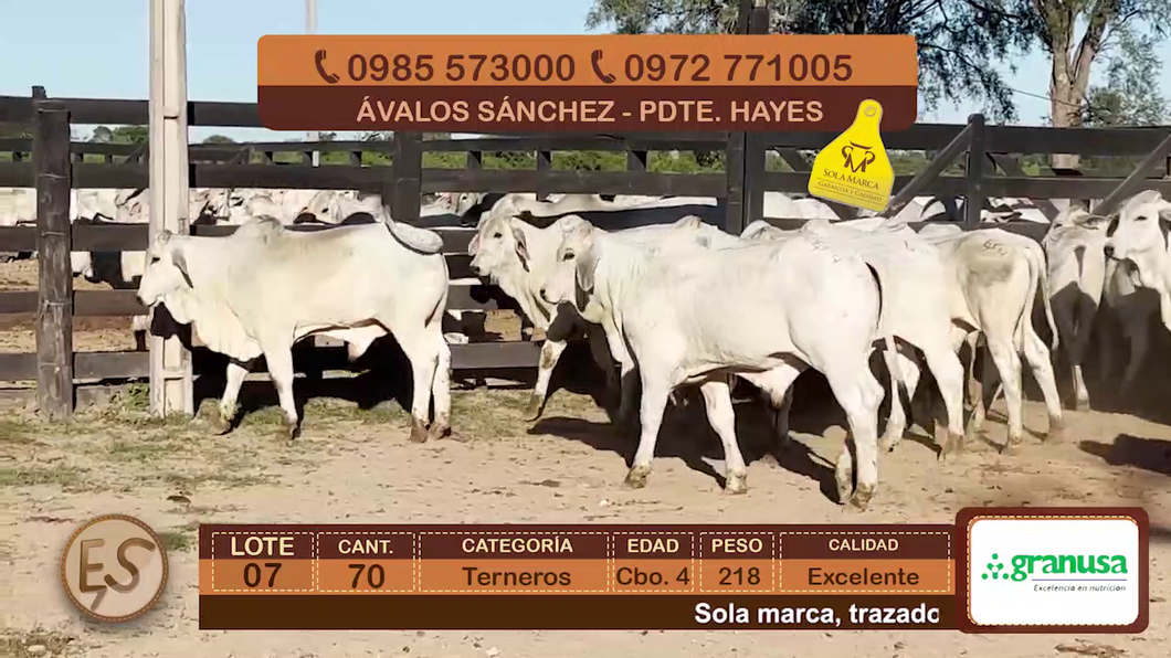 Lote (Vendido)70 Terneros Cbo 4 a remate en Feria Elite de Terneros Cbo 4 - DEL DUERO SA 218kg - , Presidente Hayes