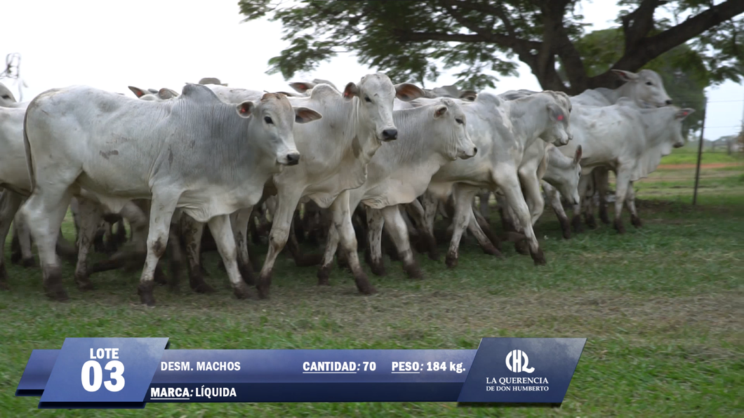 Lote Lote 3