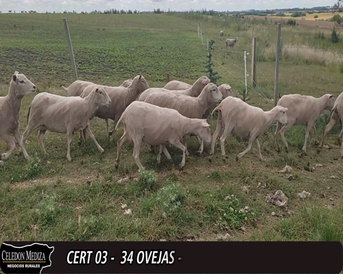 Lote 34 Ovejas MILCHAF X CORRIEDALE a remate en 12° Remate por Pantalla 65kg -  en - PASO HOSPITAL