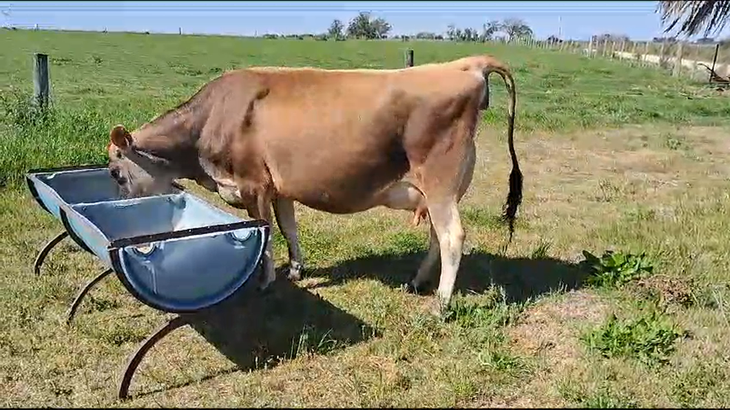 Lote (Vendido)Vaquillonas  Yersey a remate en Remate por pantalla de la Exposición de San José 400kg -  en Rodriguez