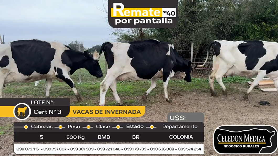 Lote 5 Vacas de Invernada en Artilleros, Colonia