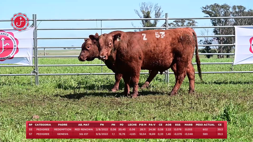 Lote 2 Toros a remate en 8º Remate Anual - Estancia Romanza, Tacuarembó