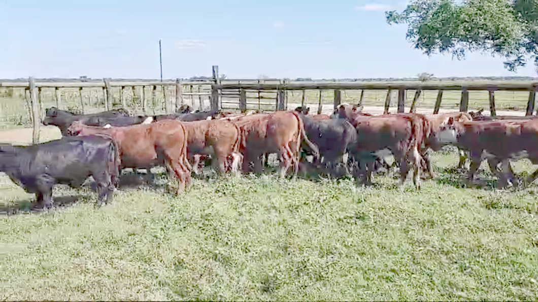 Lote 35 Terneras Braford y cruzas británicas  en Calchaquí, Santa Fe