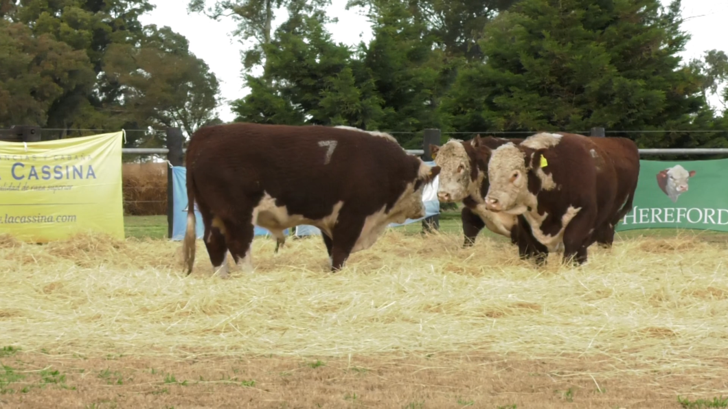 Lote TOROS P. HEREFORD PURO REGISTRADO