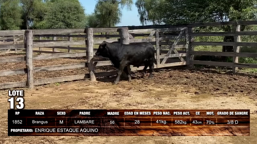 Lote Brangus
