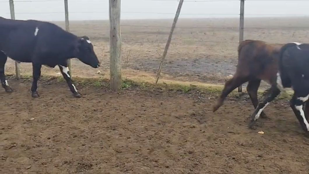 Lote TERNEROS