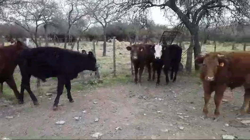 Lote (Vendido)5 Terneros Angus y Limangus a remate en 11º Subasta - CAB  214kg -  en Paraje Juan Gonzalez