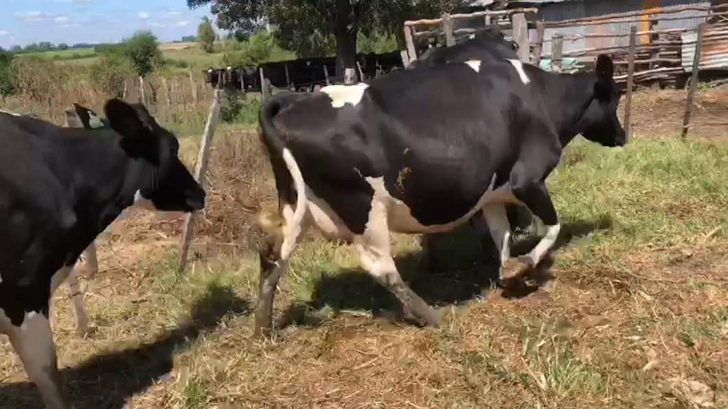 Lote 3 vacas proximas holando