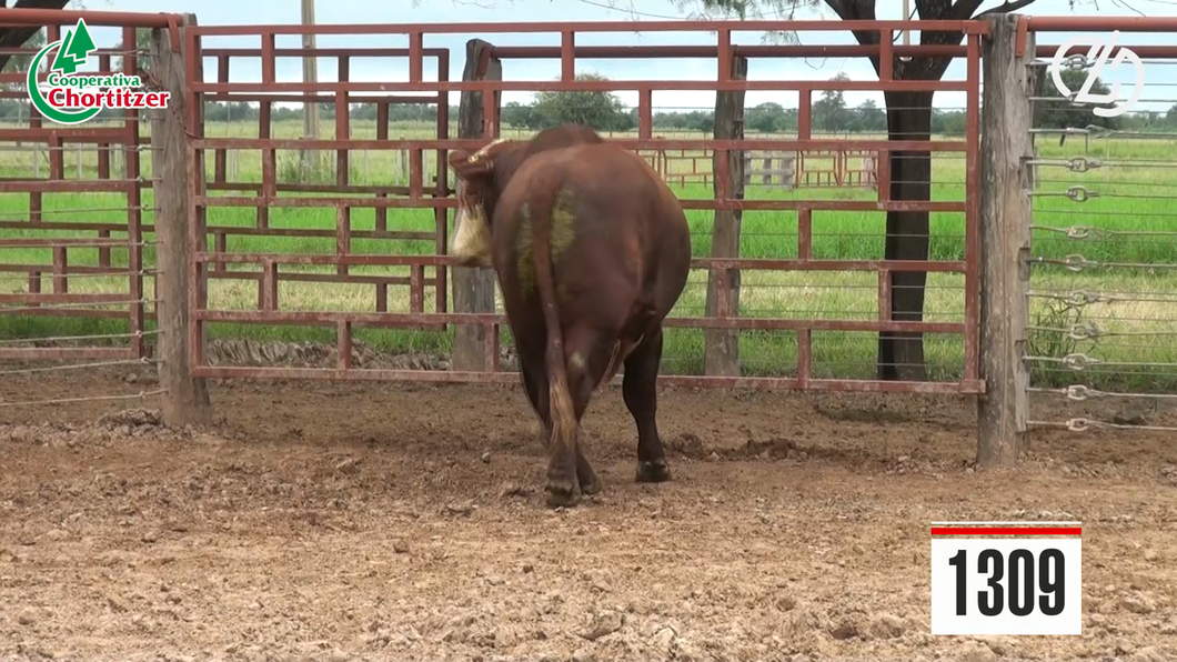 Lote Toros Braford