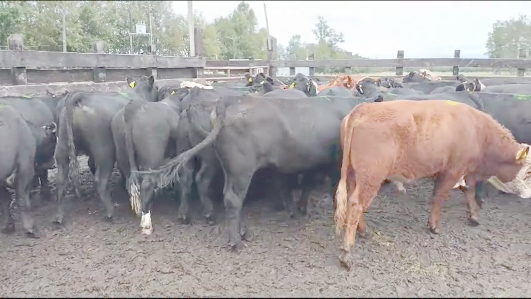 Lote 54 Novillo Engorda en Osorno, X Región Los Lagos