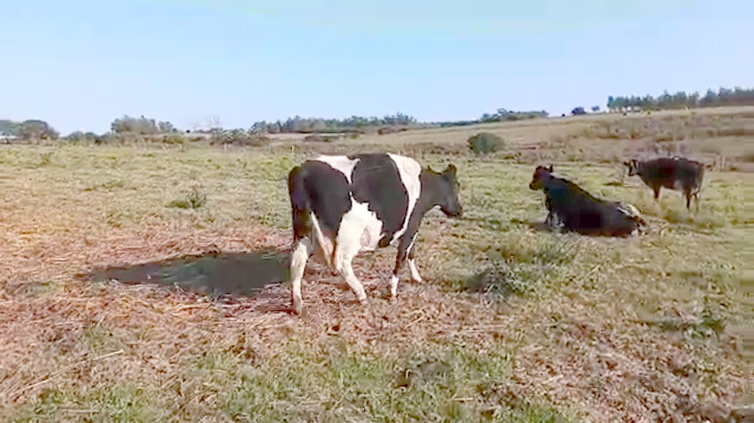 Lote Vacas de Invernada HOLANDO a remate en Pantalla Camy Mayo - Desde La Cuenca 580kg - , San José