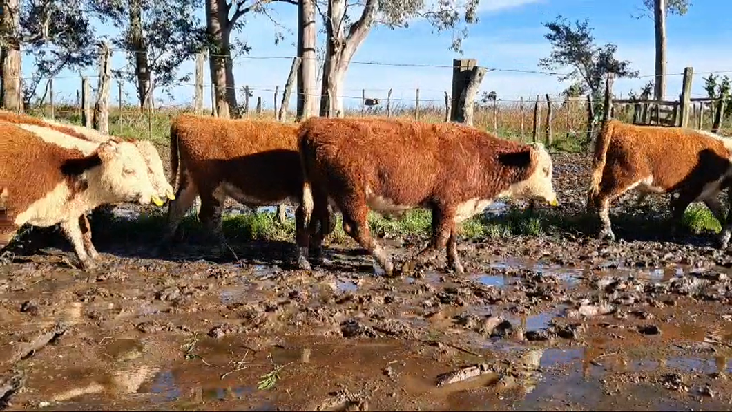 Lote (Vendido)10 Terneros 10 HE a remate en 2º Remate Virtual Baltasar Brum 210kg -  en PALMA SOLA