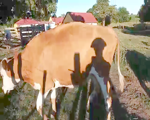 Lote 2 Vacas de Invernada NORMANDO a remate en Pantalla Camy - Febrero 2022 420kg - , San José