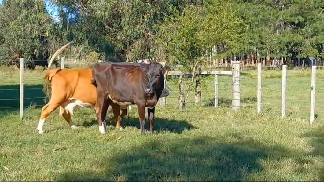Lote (Vendido)2 Vacas de Invernada a remate en #43 Pantalla Carmelo  360kg -  en BLANCA ARENA
