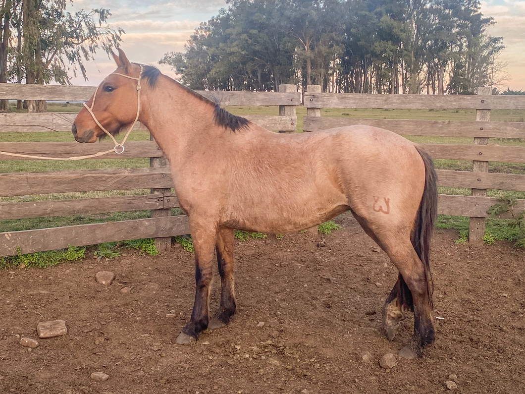 Lote YAPA LA CEFERINA