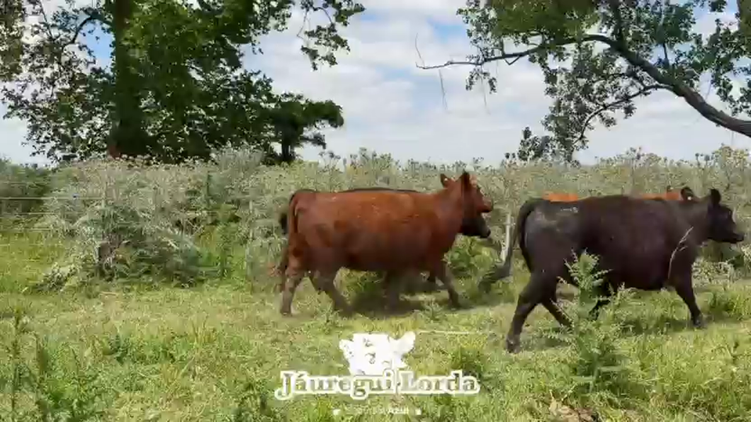 Lote 9 Vacas nuevas