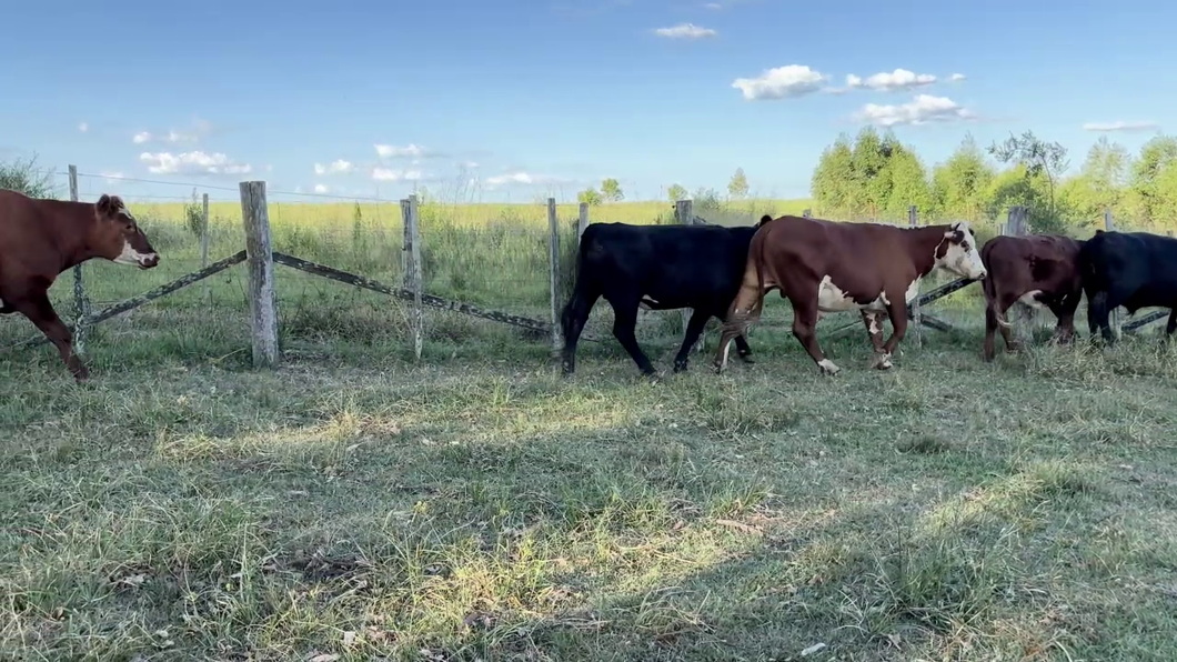 Lote NOVILLOS 2-3 AÑOS