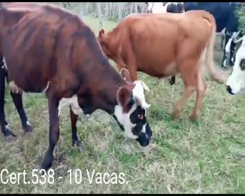Lote (Vendido)10 Vacas de Invernada 3 NO - 2 HO - 2AA - 1 LI - 1 BRF a remate en Remate virtual de Coco Morales & Asoc. 470kg -  en A 10 KM DE CARMELO