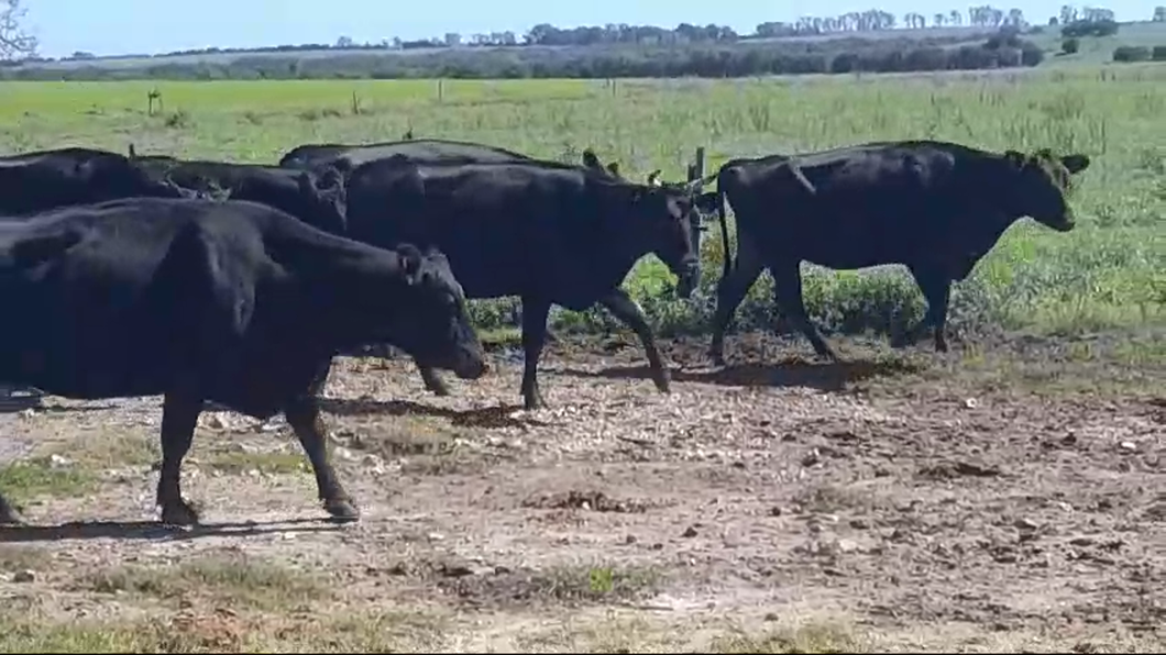 Lote (Vendido)19 Vacas de Invernada ANGUS - ANGUS/ HEREFORD a remate en #43 Pantalla Carmelo  540kg -  en SAN PEDRO