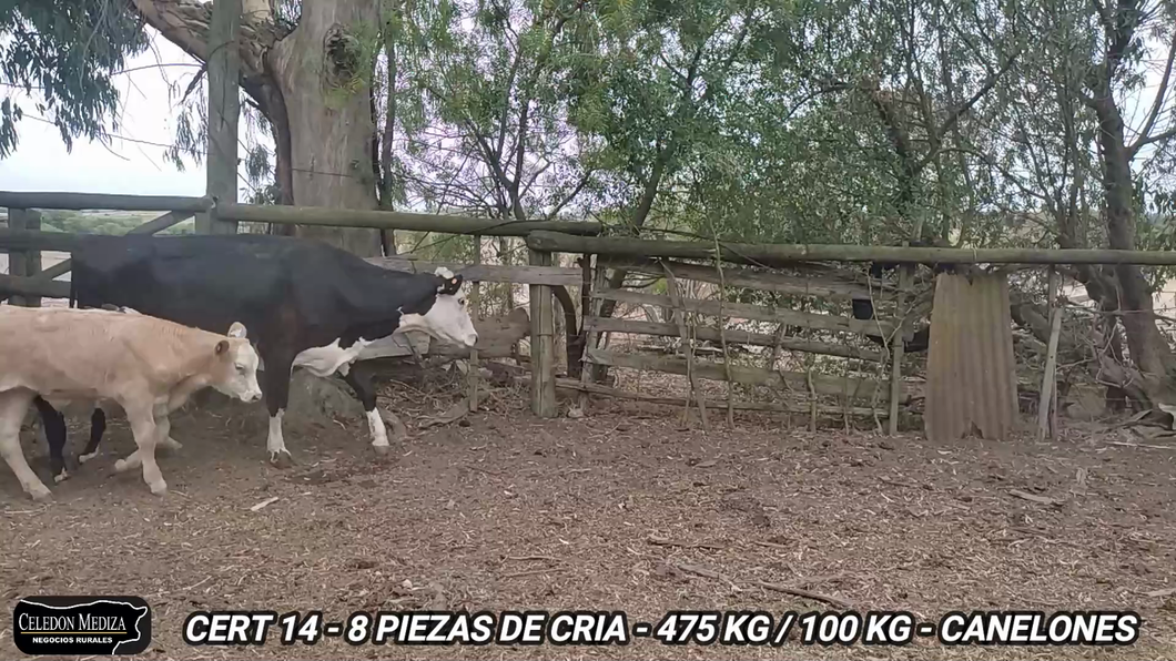 Lote 8 Piezas de cría en Canelones