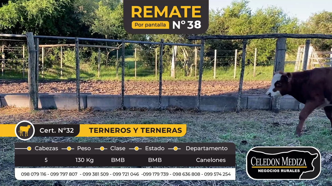 Lote 5 Terneros y Terneras en Canelones