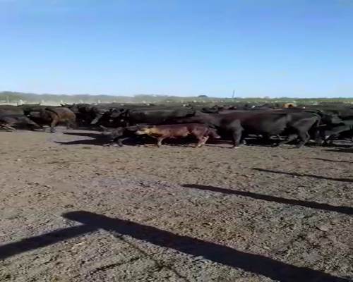 Lote 70 Vacas CUT preñadas en San Jaime, Entre Ríos