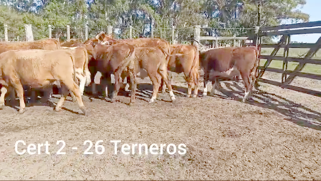 Lote 26 TERNEROS