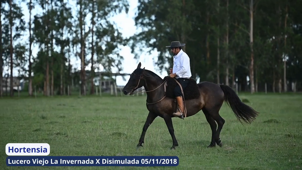 Lote Hortensia