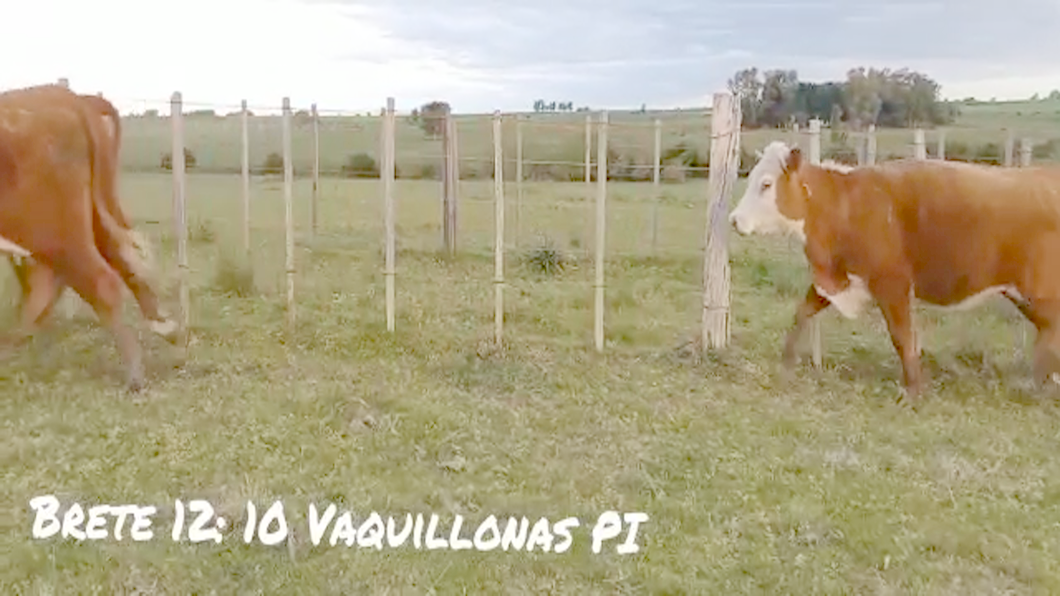 Lote BRETE 12 vaquillonas PI